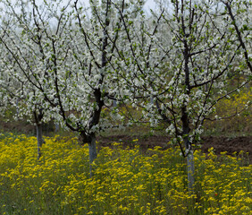 Fototapeta premium Plum orchard in the flowering period. White and yellow flowers in spring.