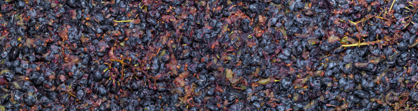 Wine material, grape juice - must, stum, maun. Technology of wine production in Moldova. The folk tradition of making wine. The ancient tradition of grape processing.