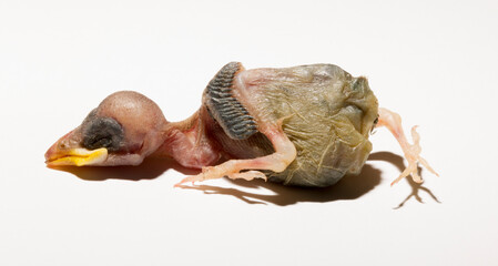 A house sparrow chick that fell out of the nest. The tragedy of the reproduction process in birds. A dying animal on a white background.