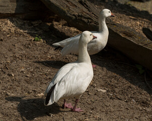 Snow goose (Chen caerulescens)-White morph. A water bird is resting on the shore.