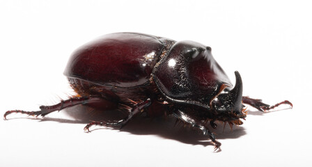 European rhinoceros beetle (Oryctes nasicornis) is a large flying beetle belonging to the subfamily...