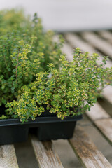 Fototapeta na wymiar A bundle of thyme herbs sitting for sale at a greenhouse