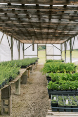 Outdoor greenhouse filled with aromatic herbs—a sustainable culinary haven.