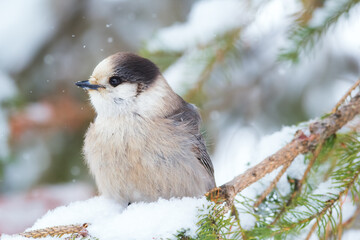 Gray jay is perched on a snowy spruce branch in the wood.