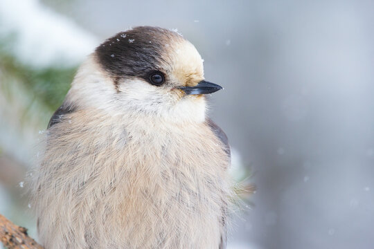 Gray jay portrait among snowy branches in winter park.