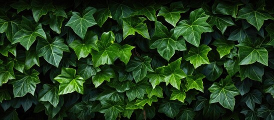 Fototapeta na wymiar In the serene garden, amidst the lush greenery, a captivating close up of a leaf from the evergreen Atlantic ivy, commonly known as Boston ivy or Hedera hibernica, reveals the intricate details of
