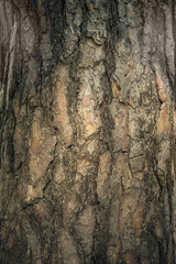 large tree bark closeup background - obrazy, fototapety, plakaty