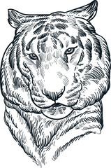 Vintage hand drawn sketch of tiger head