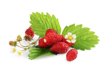 Wild strawberries, green leaves and flower isolated on white