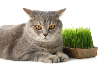 Cute cat and fresh green grass isolated on white