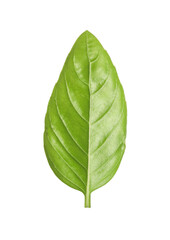 Obraz premium One green basil leaf isolated on white
