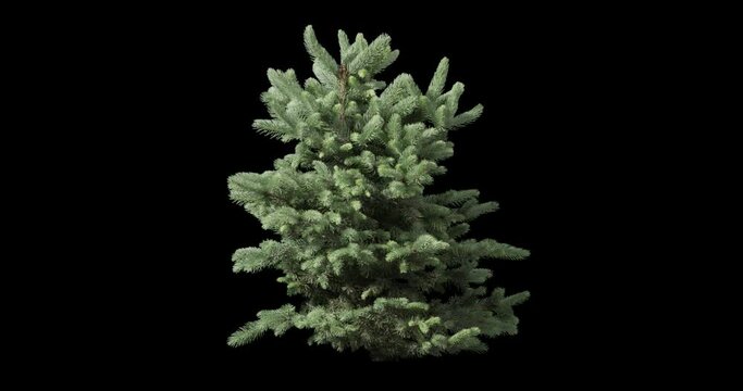 Baby Spruce Hard Light   2K High quality 10bit footage trees on the wind isolated on white background, Made from RAW