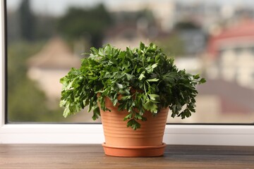 Aromatic parsley growing in pot on window sill