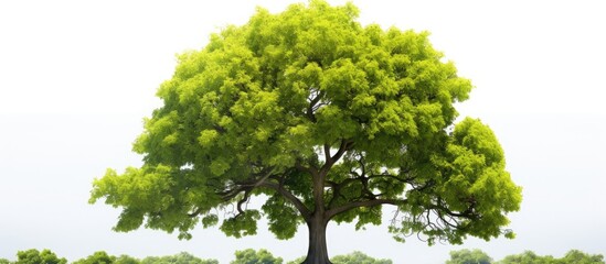 In the summer, a solitary tree stands tall, isolated against a pristine white background, embracing the wonders of nature. Its wooden trunk, adorned with fresh green leaves, embodies the vibrant