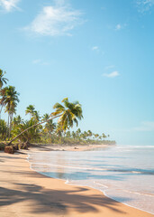 palm trees beach