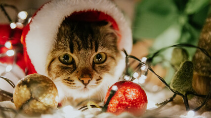 One kitten sitting on the bed at night dressed as Santa Claus. - obrazy, fototapety, plakaty