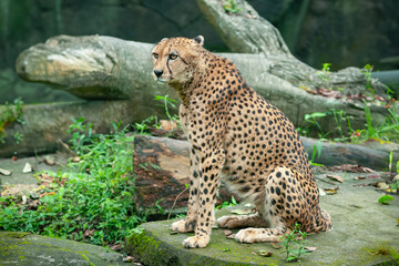 Northeast African cheetah or Acinonyx jubatus soemmeringii