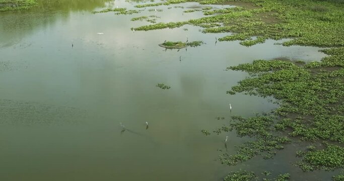 Water Birds On Wetlands In Spile Lake, Missouri, USA. Aerial Shot