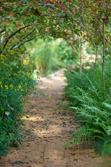 Obraz premium Garden path with living archway