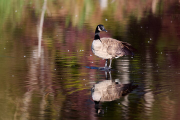Goose in pond with colors of Autumn reflecting