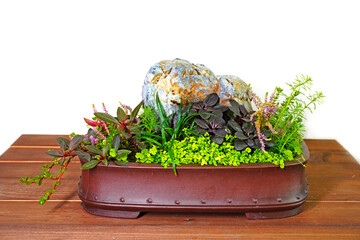 Wabi Kusa in bonsai pot, selective focus. Wabi Kusa is the art of arranging different aquatic plants growing on a substrate medium in the shape of a ball.