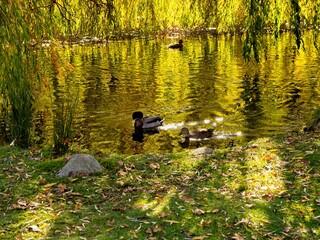 Autumn in the Beacon Hill Park