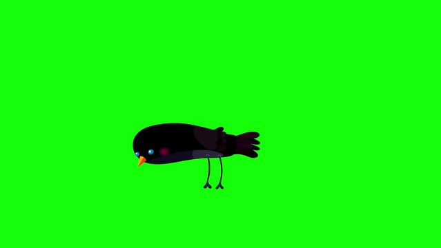Ousel bird black cartoon pecking one time eating bluebox. Seamless loop behaviour animated character. 
