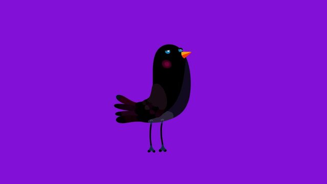 Ousel bird black character simple move isolated. Blinking eyes seamless loop behaviour cartoon animation.