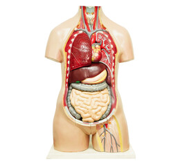 Human body anatomy organ model isolated on white background with clipping path for study education medical course.