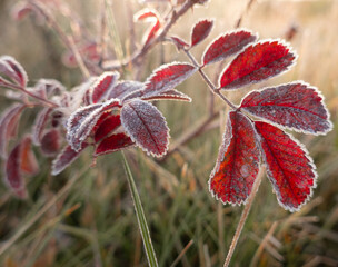 red wild rose leaves with frost