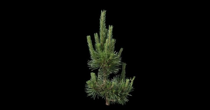 Mugo Pine Hard Light  2K High quality 10bit footage trees on the wind isolated on white background, Made from RAW