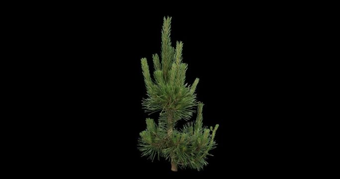 Mugo Pine Soft Light  2K High quality 10bit footage trees on the wind isolated on white background, Made from RAW