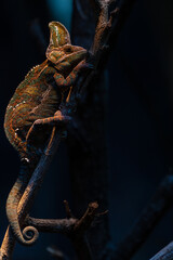 Lizard, dragon, Chameleon, Blue-crested Lizard, Indo-Chinese Forest Lizard
