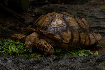 Close up African spurred tortoise eating, Slow life