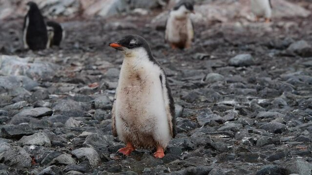 Gentoo Penguins on nest in Antarctica