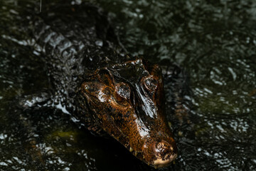 Portrait of Caiman over dark background on a rainy day from Ecuador