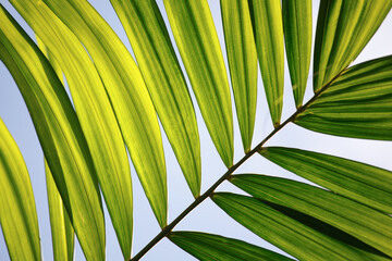 Natural green leaf of palm tree background