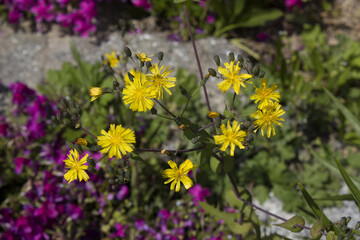 It is a yellow Ixeris stolonifera.