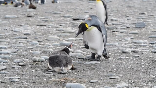 King Penguin with Gentoo Penguin on the beach at Salisbury Plane in South Georgia