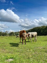 cows in a field