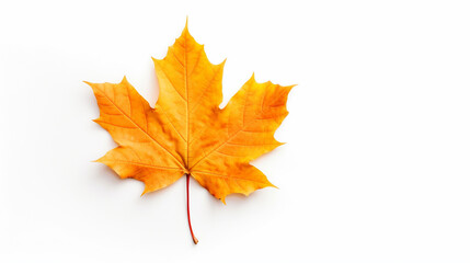 Fototapeta premium maple leaf on white background. Generative AI