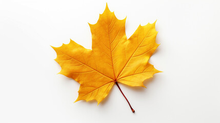 Fototapeta premium maple leaf on white background. Generative AI