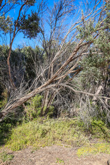 tea trees in coastal landscape