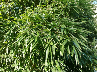 close up green bamboo leaves