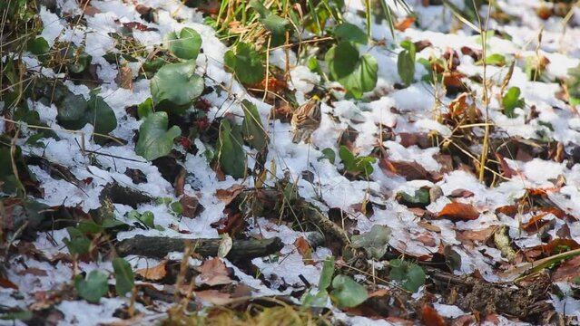 草地で草の実を啄むミヤマホオジロのオス