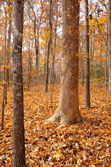 autumn in the forest