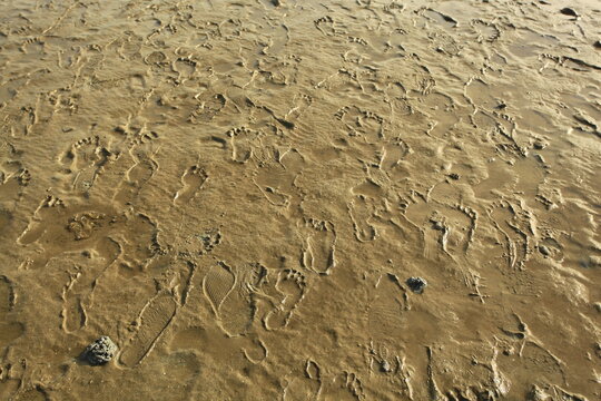 The footprints of many people on the muddy ground At the Running across the sea to Phithak Island, Chumphon Province, Thailand