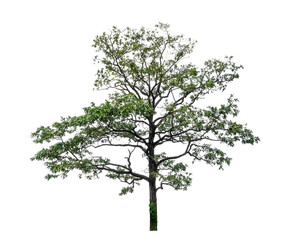 Tree isolated on transparent background with clipping path  and alpha channel.
