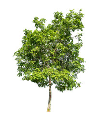Green tree isolated on transparent background with clipping path and alpha channel. - obrazy, fototapety, plakaty