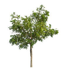 Green tree isolated on transparent background with clipping path and alpha channel.